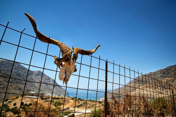 Αυστριακό Κρανίο Κατσίκας Κρέμεται Ένα Παλιό Σκουριασμένο Φράχτη Τον Ωκεανό — Φωτογραφία Αρχείου