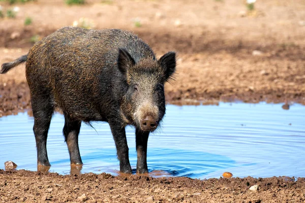 Wildschweinweibchen Baden Wasser Und Schlamm — Stockfoto