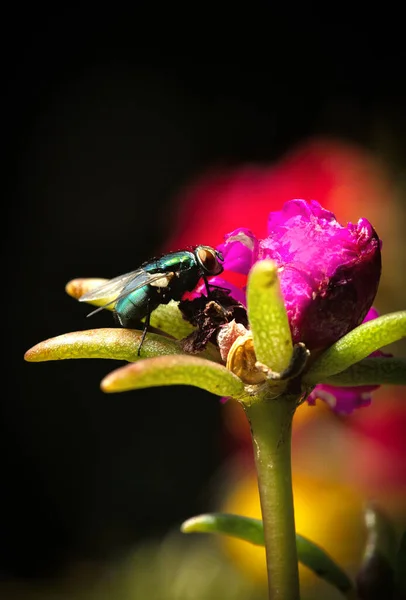 Close Common Green Bottle Fly Lucilia Sericata Pink Flower — Stock Photo, Image