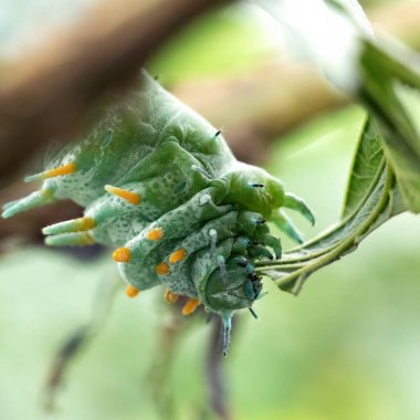 Herkül güvesi tırtılları Herkül güvesinin larvaları. Avustralya 'nın en büyük güve türü taze yeşil bir izin yiyor.