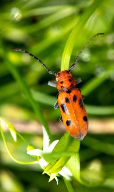 Kırmızı yosun böceği, Cerambycidae familyasından bir böcektir. Otçul bir böcek olan yosun böceğine bu isim verilir çünkü yaygın bir yosun yığınına ev sahipliği yapar.