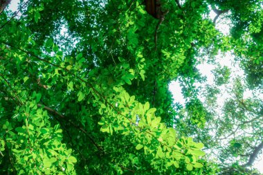 Soyut, doğa Yeşil yaprak arka plan ve güzel duvar kağıdı. (yüksek kalite) 