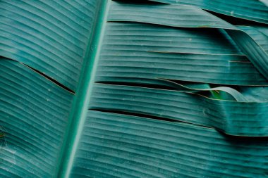 Soyut, doğa Yeşil yaprak arka plan ve güzel duvar kağıdı. (yüksek kalite) 