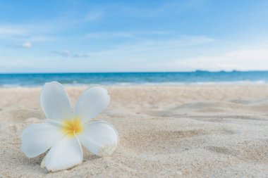 Güzel doğa deniz yaz arkaplanı, kumsal.