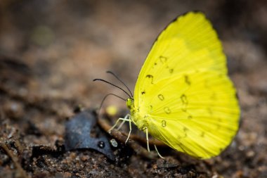 Yağmur ormanlarındaki Tropikal Kelebek 'e yaklaş