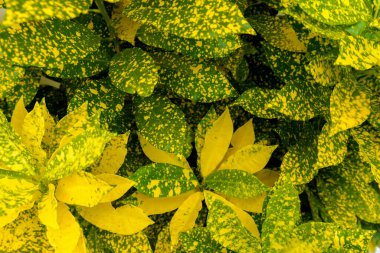 Soyut, doğa Yeşil yaprak arka plan ve güzel duvar kağıdı. (yüksek kalite) 