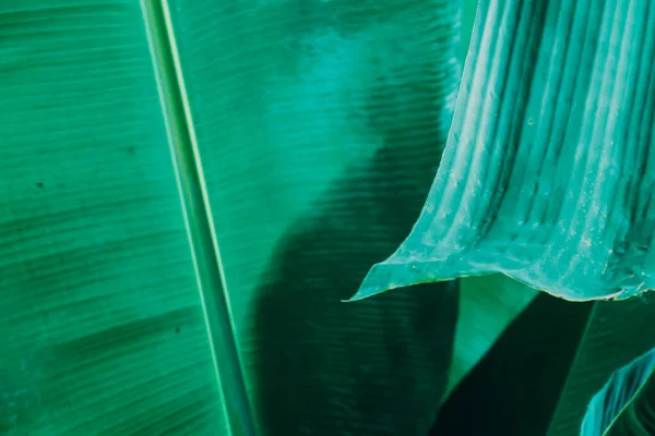 抽象的な 自然緑の葉の背景と美しい壁紙 高品質 — ストック写真