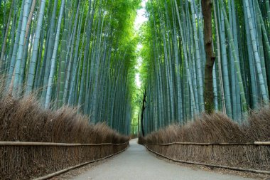 Kyoto, Arashiyama 'da bulunan Bambu Koruları çok popüler bir doğal cazibedir.