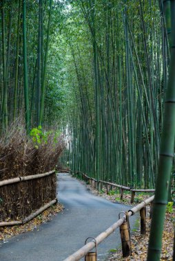 Kyoto, Arashiyama 'da bulunan Bambu Koruları çok popüler bir doğal cazibedir.