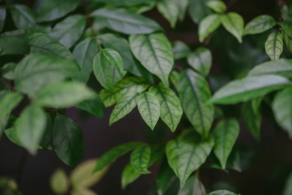 stock image Abstract, nature Green leaf background and beautiful wallpaper.(high quality) 