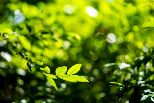 Abstrakcja Natura Zielony Liść Tło Piękne Tapety Wysoka Jakość — Zdjęcie stockowe
