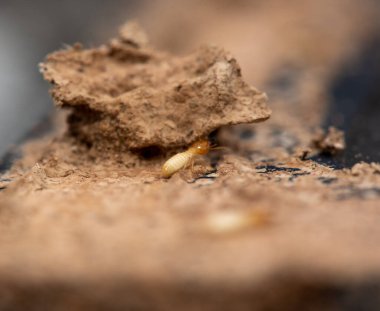 Tahta yiyen termitlere yakın, (Termit hasar evi)