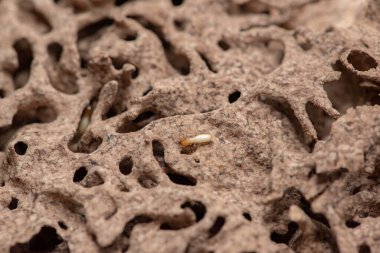 Tahta yiyen termitlere yakın, (Termit hasar evi)