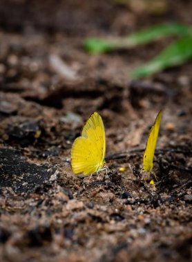 Yağmur ormanlarındaki Tropikal Kelebek 'e yaklaş