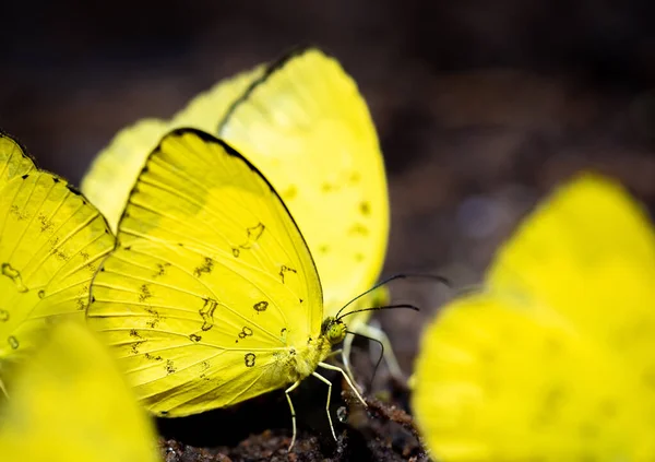 Nahaufnahme Eines Tropischen Schmetterlings Regenwald — Stockfoto