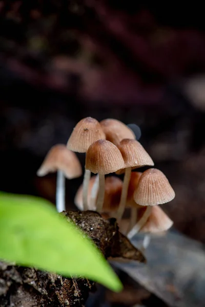 Nahaufnahme Von Pilzen Auf Dem Baum — Stockfoto