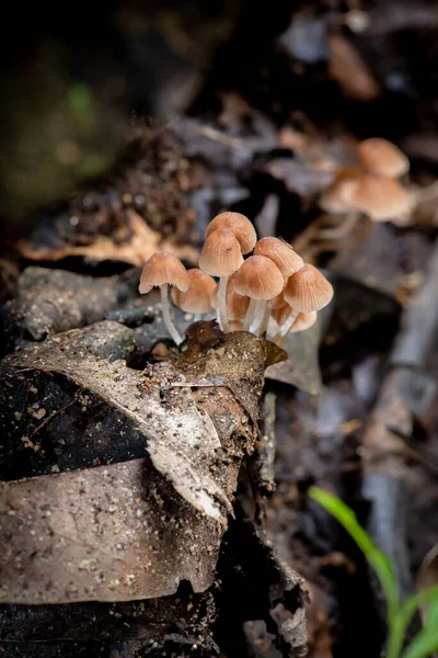 Close Mushrooms Tree — Stock Photo, Image