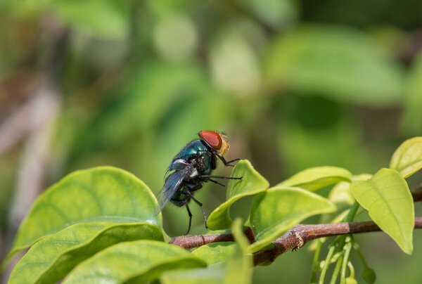 Close up of Housefly on a leaf 