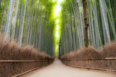 Kyoto, Arashiyama 'da bulunan Bambu Koruları çok popüler bir doğal cazibedir.