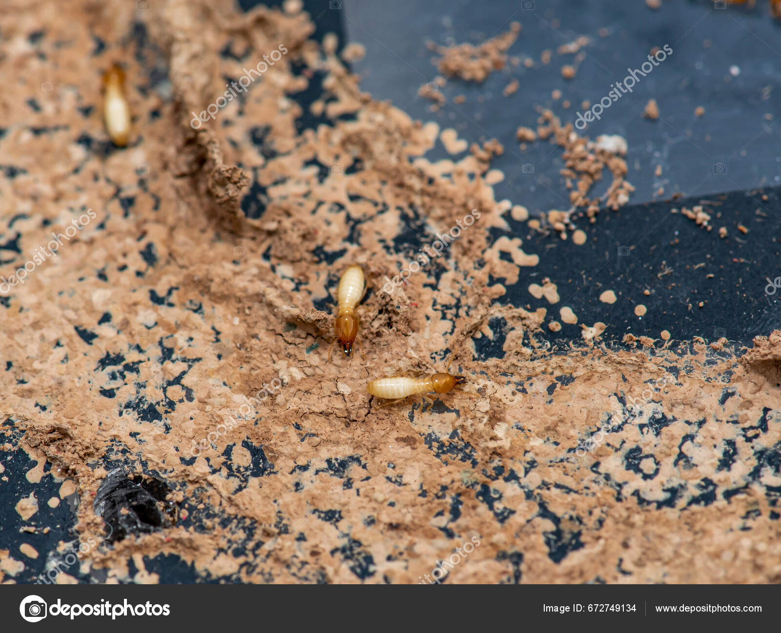 Close Termites Eating Wood Termite Damage House — Stock Photo © totook ...