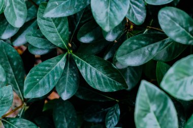 Soyut, doğa Yeşil yaprak arka plan ve güzel duvar kağıdı. (yüksek kalite) 