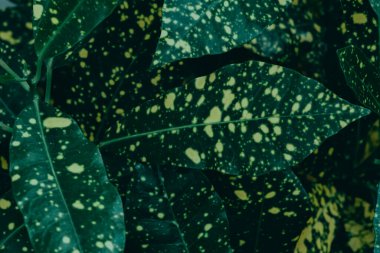 Soyut, doğa Yeşil yaprak arka plan ve güzel duvar kağıdı. (yüksek kalite) 