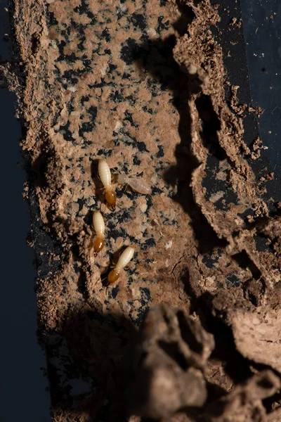 Zbliżenie Termity Jedzenie Drewna Termite Uszkodzenie Domu — Zdjęcie stockowe