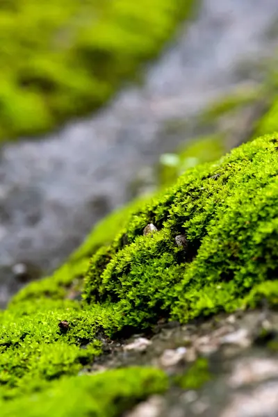 stock image Green moss background. Close up of green moss texture. Green moss background.