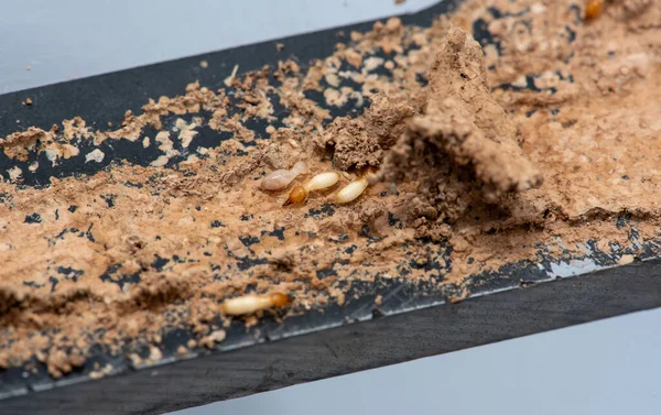 Gros Plan Termites Manger Bois Termite Endommager Maison Images De Stock Libres De Droits