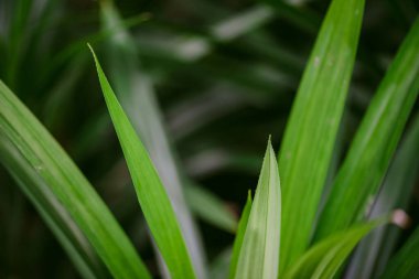Soyut, doğa yeşil yaprak arkaplan ve güzel duvar kağıdı.
