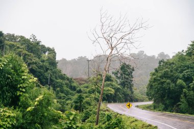 Sisli road ormandaki güzel doğa iz (tahıl resim koymak)