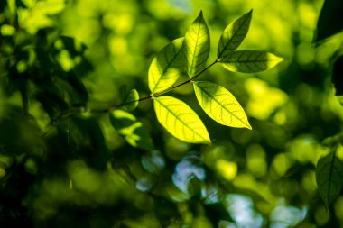 Soyut, doğa yeşil yaprak arkaplan ve güzel duvar kağıdı.