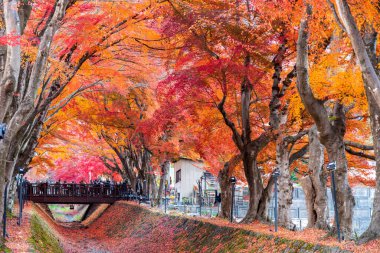 Fuji Dağı, Japonya 'nın ikonik sembolü, sonbahar yaprakları mevsiminde, olağanüstü bir güzellik dönemi..