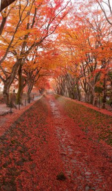 Fuji Dağı, Japonya 'nın ikonik sembolü, sonbahar yaprakları mevsiminde, olağanüstü bir güzellik dönemi..