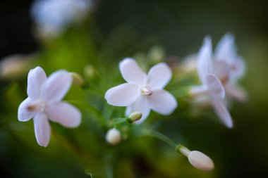 Yaklaş, arka planda inanılmaz güzel çiçekler