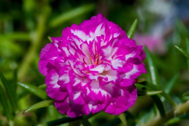 Yaklaş, arka planda inanılmaz güzel çiçekler