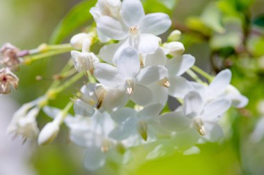Yaklaş, arka planda inanılmaz güzel çiçekler