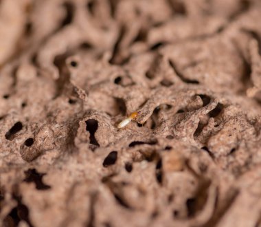 Tahta yiyen termitlere yakın, (Termit hasar evi)