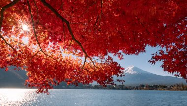 Fuji Dağı, Japonya 'nın ikonik sembolü, sonbahar yaprakları mevsiminde, olağanüstü bir güzellik dönemi..