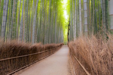 Kyoto, Arashiyama 'da bulunan Bambu Koruları çok popüler bir doğal cazibedir.