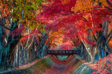 Fuji Dağı, Japonya 'nın ikonik sembolü, sonbahar yaprakları mevsiminde, olağanüstü bir güzellik dönemi..