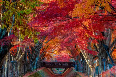 Fuji Dağı, Japonya 'nın ikonik sembolü, sonbahar yaprakları mevsiminde, fevkalade güzel bir dönem. kawaguchiko, japan.