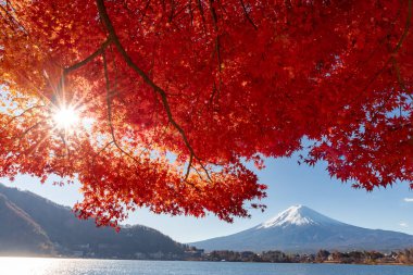 Fuji Dağı, Japonya 'nın ikonik sembolü, sonbahar yaprakları mevsiminde, fevkalade güzel bir dönem. kawaguchiko, japan.