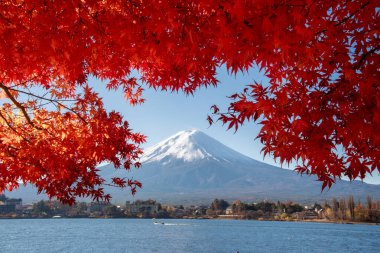 Fuji Dağı, Japonya 'nın ikonik sembolü, sonbahar yaprakları mevsiminde, fevkalade güzel bir dönem. kawaguchiko, japan.