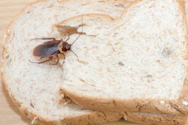 Ahşap bir masada bir dilim ekmek üzerindeki ahtapot..