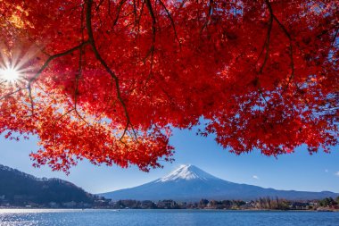 Fuji Dağı, Japonya 'nın ikonik sembolü, sonbahar yaprakları mevsiminde, fevkalade güzel bir dönem. kawaguchiko, japan.