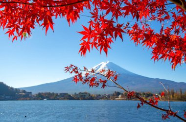 Fuji Dağı, Japonya 'nın ikonik sembolü, sonbahar yaprakları mevsiminde, fevkalade güzel bir dönem. kawaguchiko, japan.