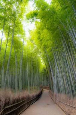 Arashiyama, Japonya 'nın Kyoto eyaletinde yer alan bir şehirdir. Ayrıca Oei Nehri 'nin karşısındaki dağdan da bahseder ve bu dağ ilçeye bir zemin oluşturur. Arashiyama, ulusal olarak belirlenmiş bir tarihi mekan ve Manzaralı Güzellik Yeridir..