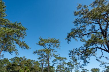 Açık mavi arkaplan, arka planda bulutlar, küçük bulutlu mavi gökyüzü arkaplanı. Mavi gökyüzünde beyaz kabarık bulutlar. 