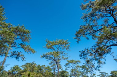 Açık mavi arkaplan, arka planda bulutlar, küçük bulutlu mavi gökyüzü arkaplanı. Mavi gökyüzünde beyaz kabarık bulutlar. 